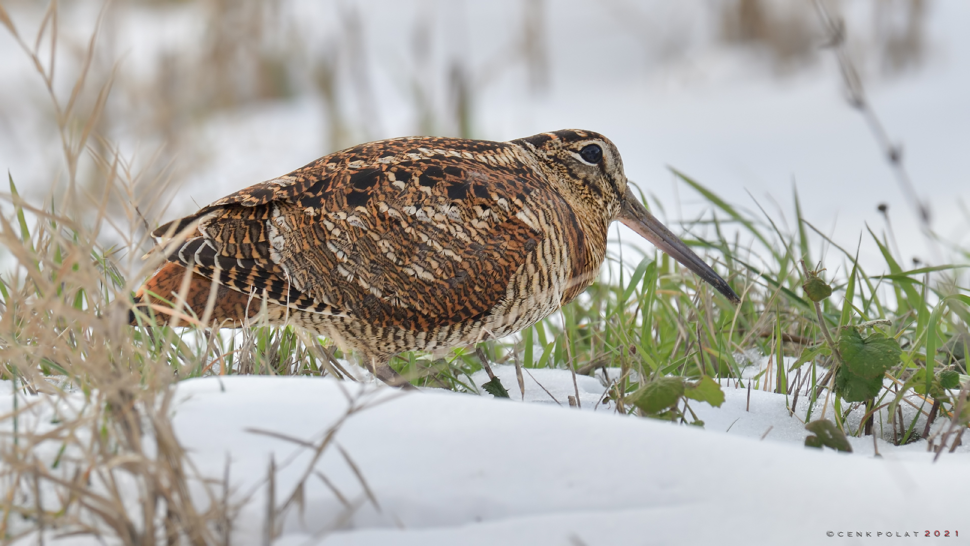 Eurasian Woodcock — Ana fotoğraf